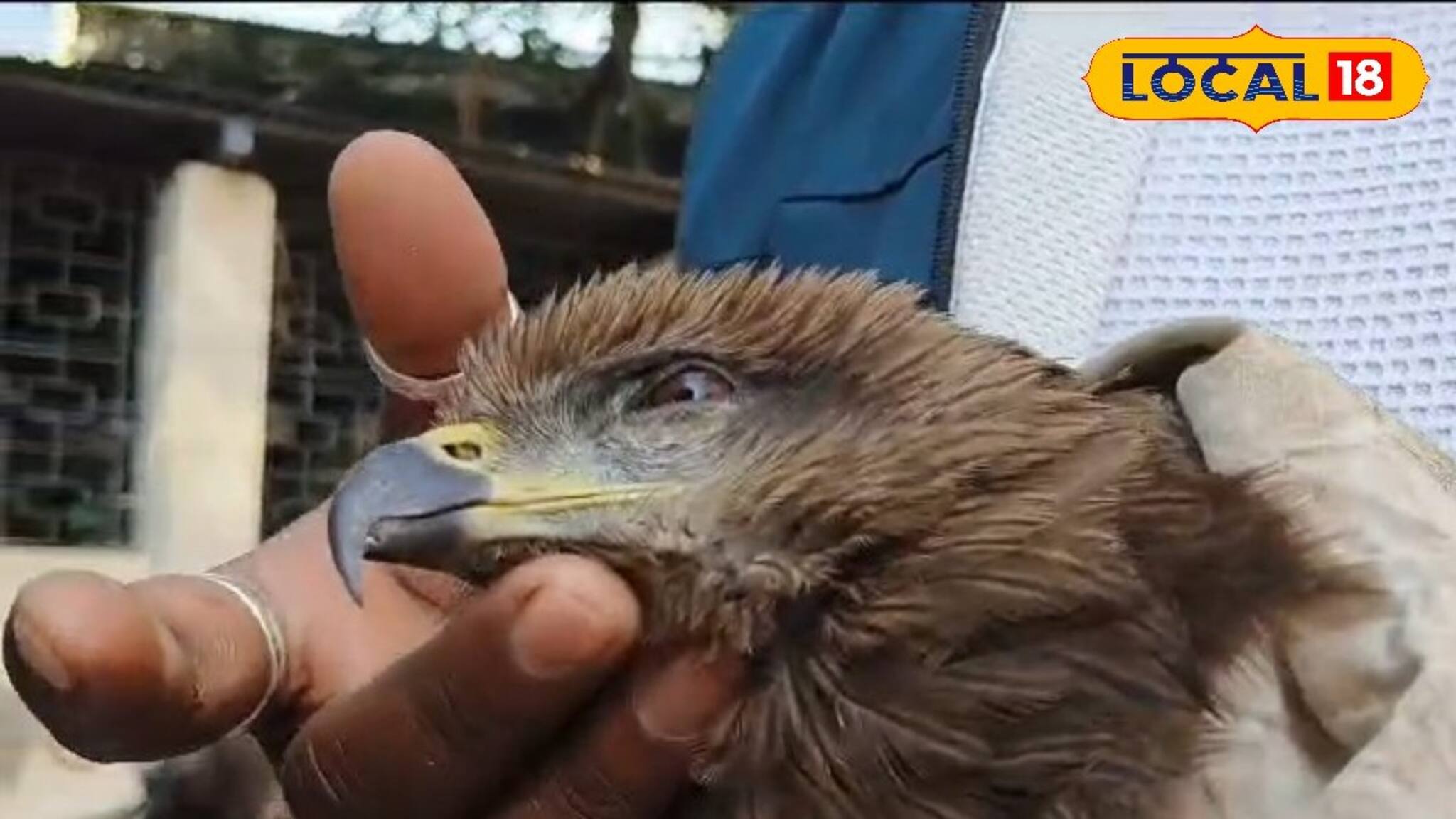 ইঁদুর ধরতে এসে নিজেই শিকার! ২ যুবকের চেষ্টায় হাসপাতালে ভর্তি আস্ত চিল