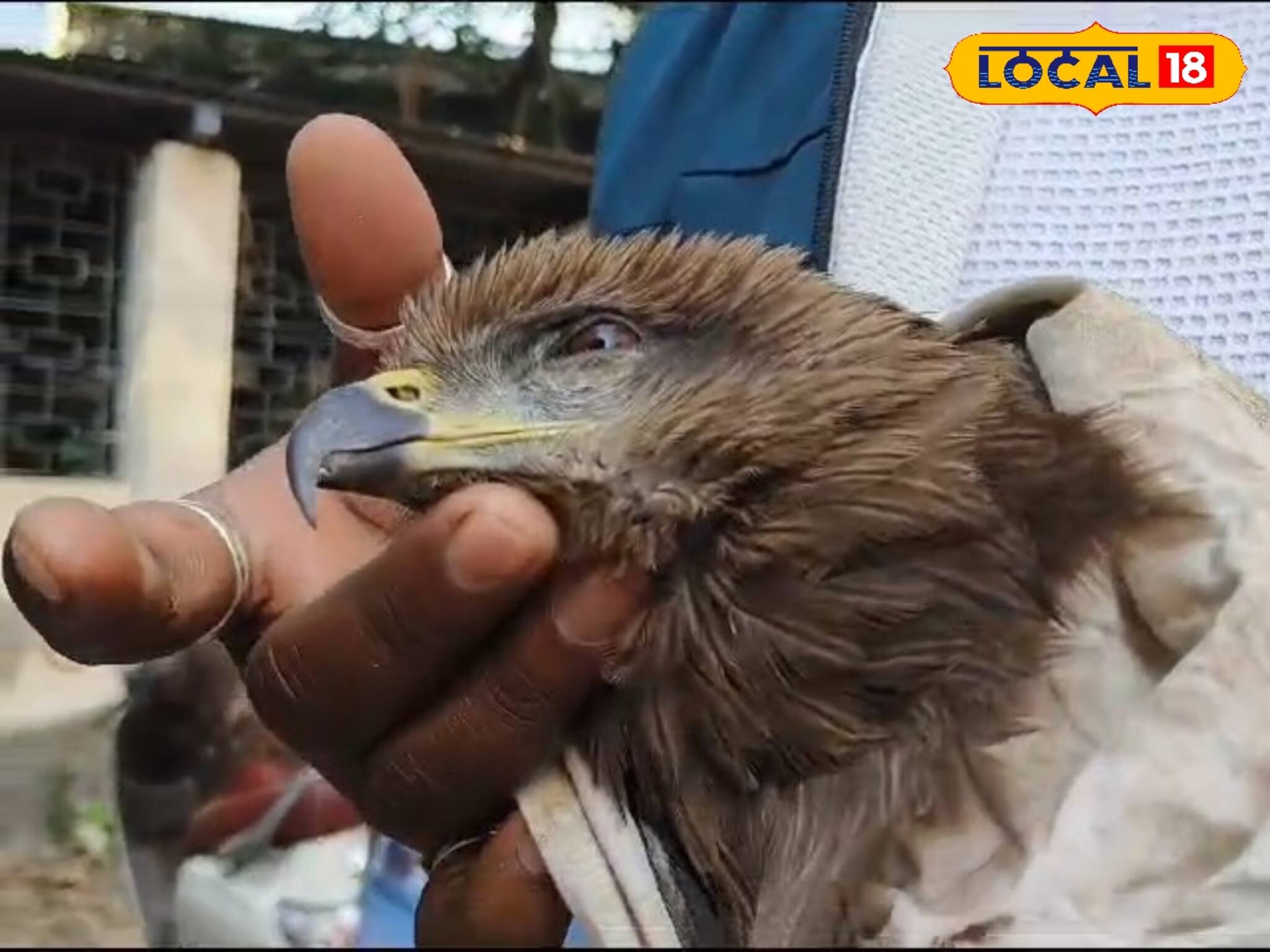 ইঁদুর ধরতে এসে নিজেই শিকার! ২ যুবকের চেষ্টায় হাসপাতালে ভর্তি আস্ত চিল