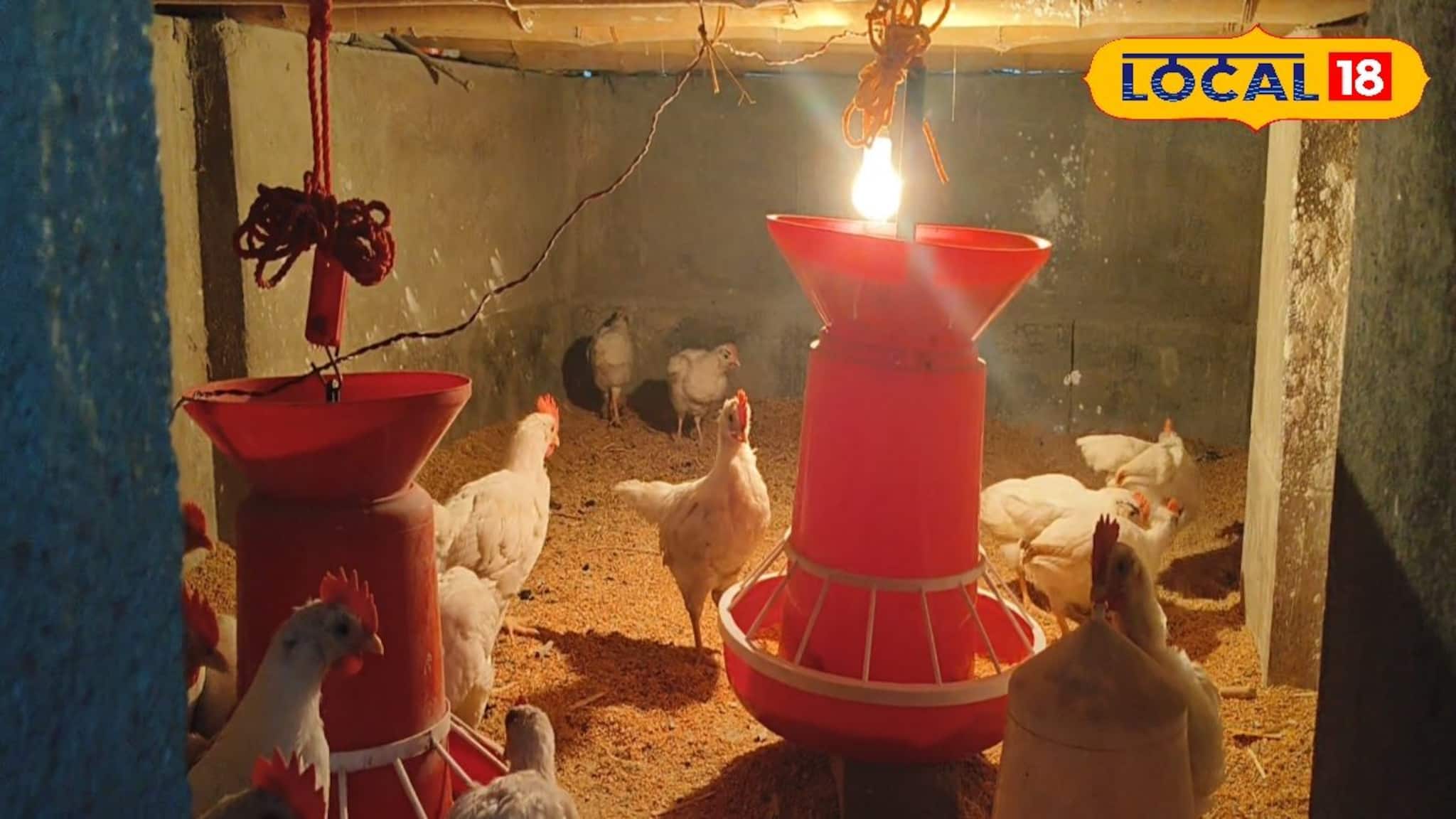 Profitable Business Options: ব্রয়লার নয় দেশি মুরগি পালনেই হবে ব্যাপক আয়! শুধু মানতে হবে এই নিয়ম