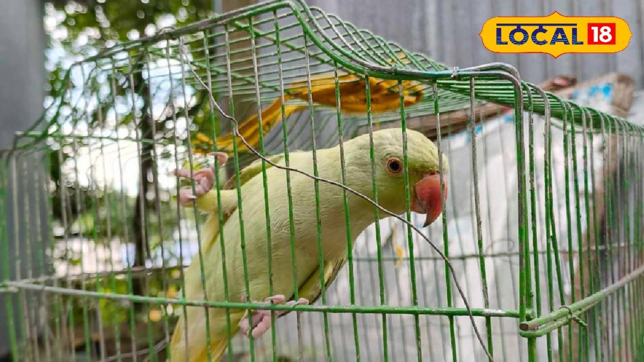 বাড়িতে পাখি পুষবেন? ৩০ থেকে ৫০ হাজার টাকা জরিমানা, যদি করে বসেন এই ভুল!