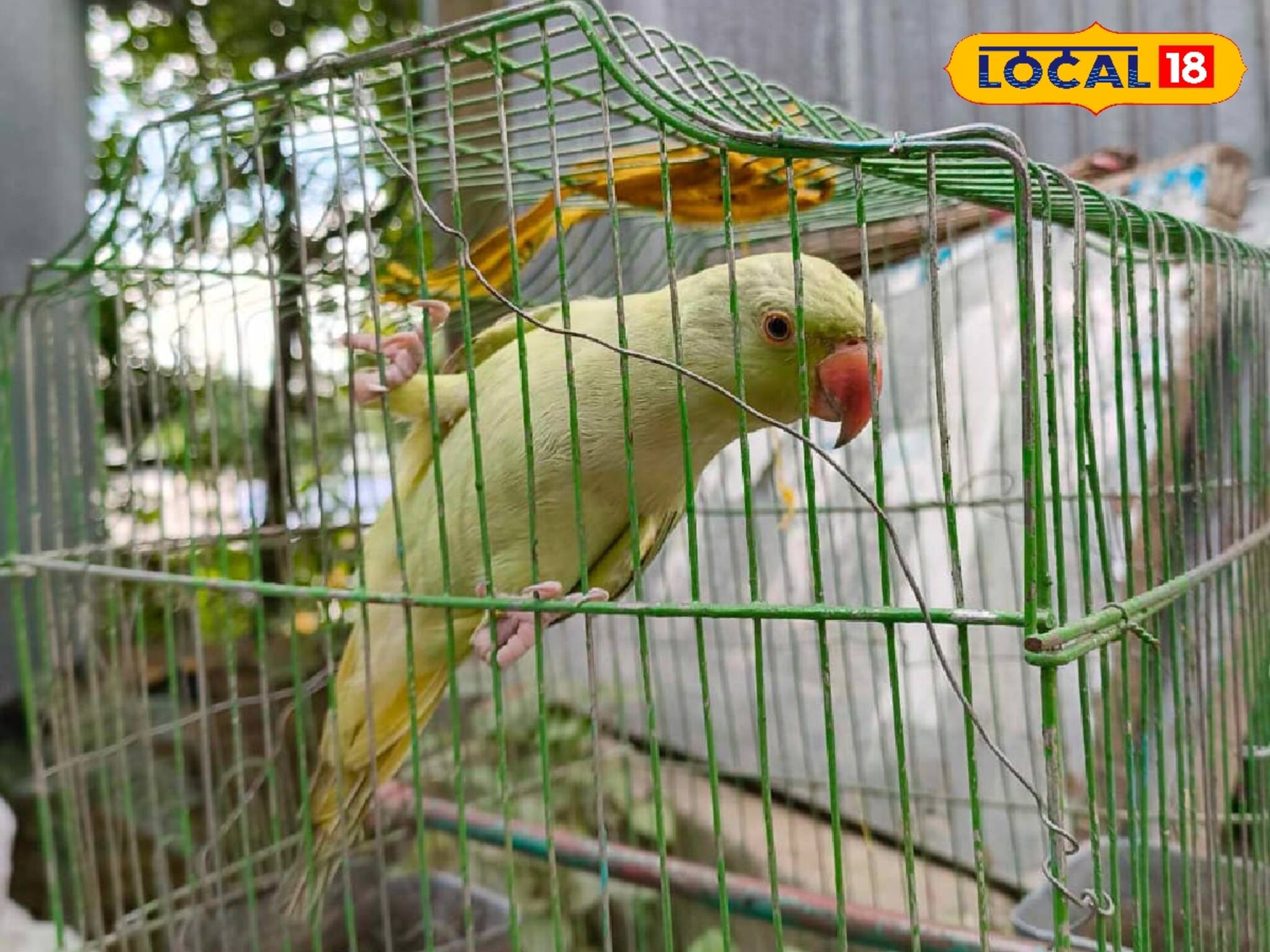 বাড়িতে পাখি পুষবেন? ৩০ থেকে ৫০ হাজার টাকা জরিমানা, যদি করে বসেন এই ভুল!