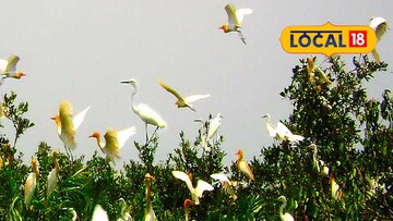 পাখিরালয়ে