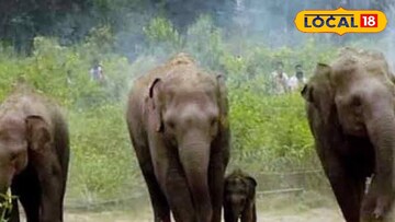 বনদফতরের