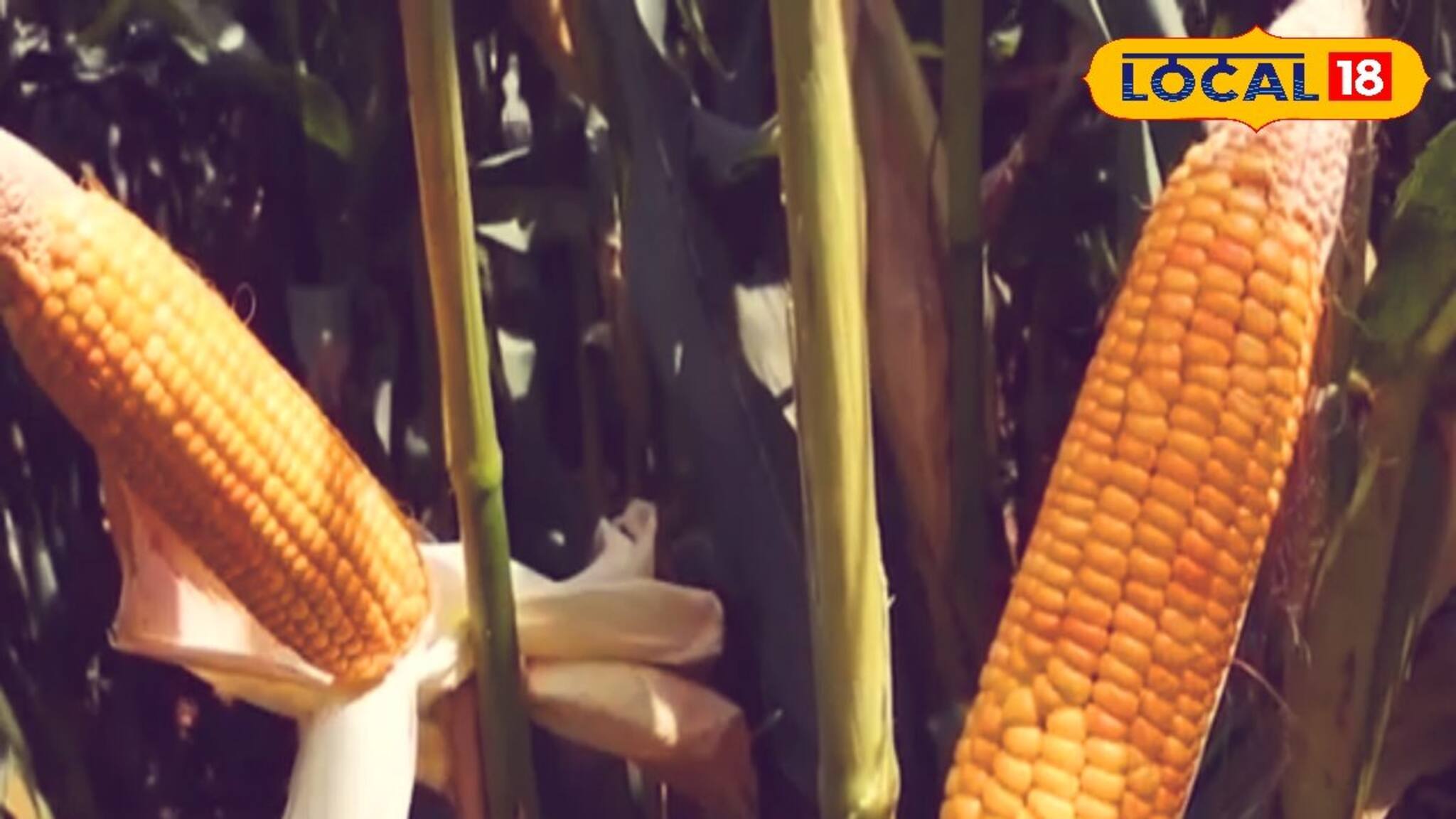 ভুট্টা চাষ করেই রাতারাতি হবেন 'মালামাল'...!  শুধু মাথায় রাখুন এই ছোট্ট বিষয়