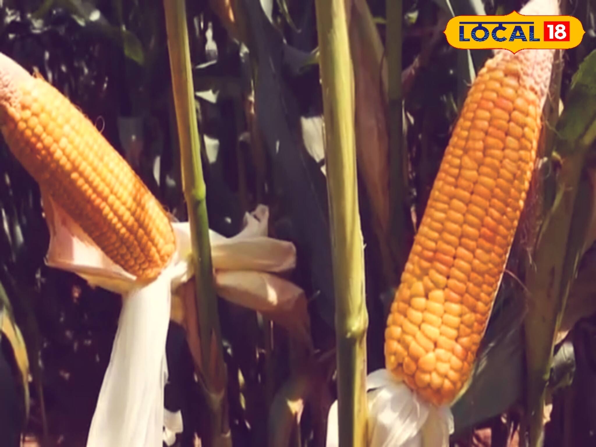 ভুট্টা চাষ করেই রাতারাতি হবেন 'মালামাল'...!  শুধু মাথায় রাখুন এই ছোট্ট বিষয়