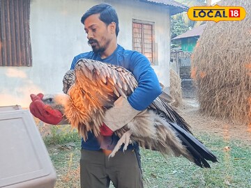 শকুন উদ্ধারে ব্যস্ত উদ্ধারকারী