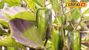 ক্যাপসিকাম