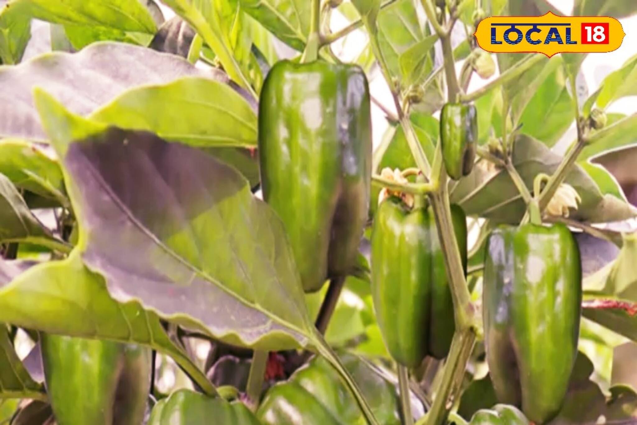 বাজার থেকে কিনবেন কেন? বাড়ির টবেই হবে ক্যাপসিকাম! 'সঠিক' নিয়ম জানা মাস্ট!