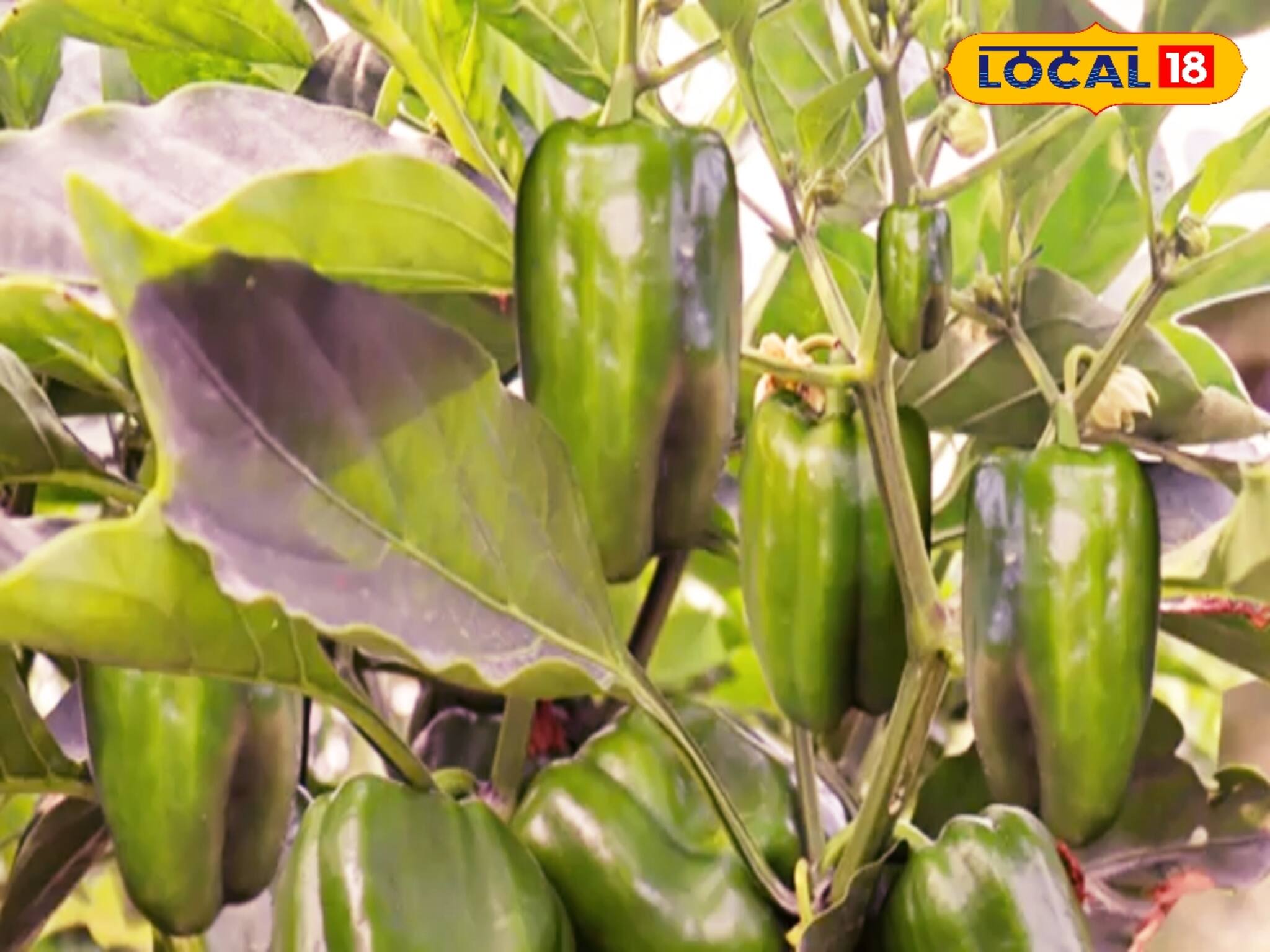 বাজার থেকে কিনবেন কেন? বাড়ির টবেই হবে ক্যাপসিকাম! 'সঠিক' নিয়ম জানা মাস্ট!