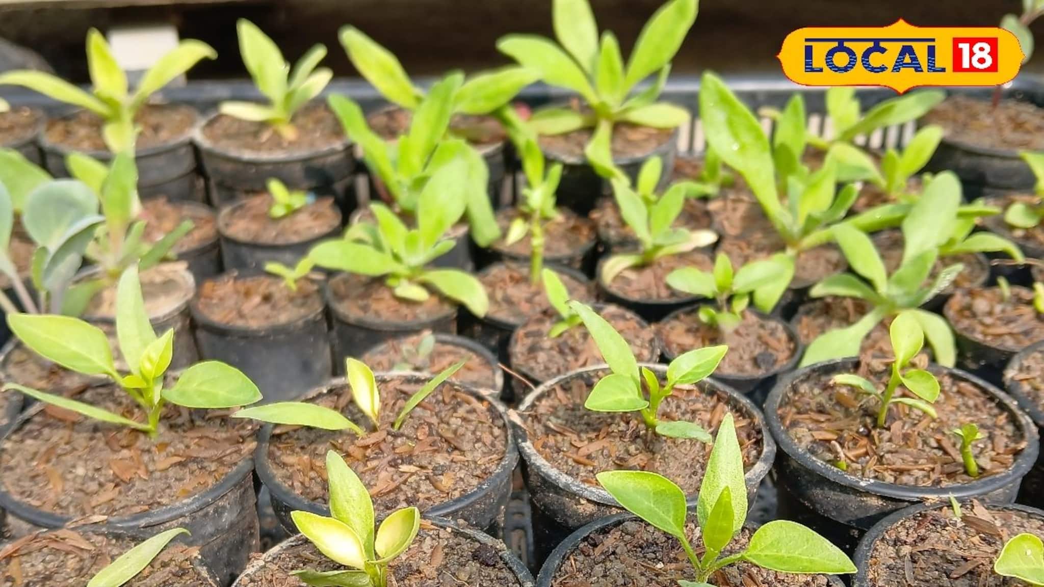 New Business Idea: বাড়ির ছাদ ব্যবহার করে কয়েক মাসে লক্ষ লক্ষ টাকা লাভ! করতে পারেন এই ব্যবসা