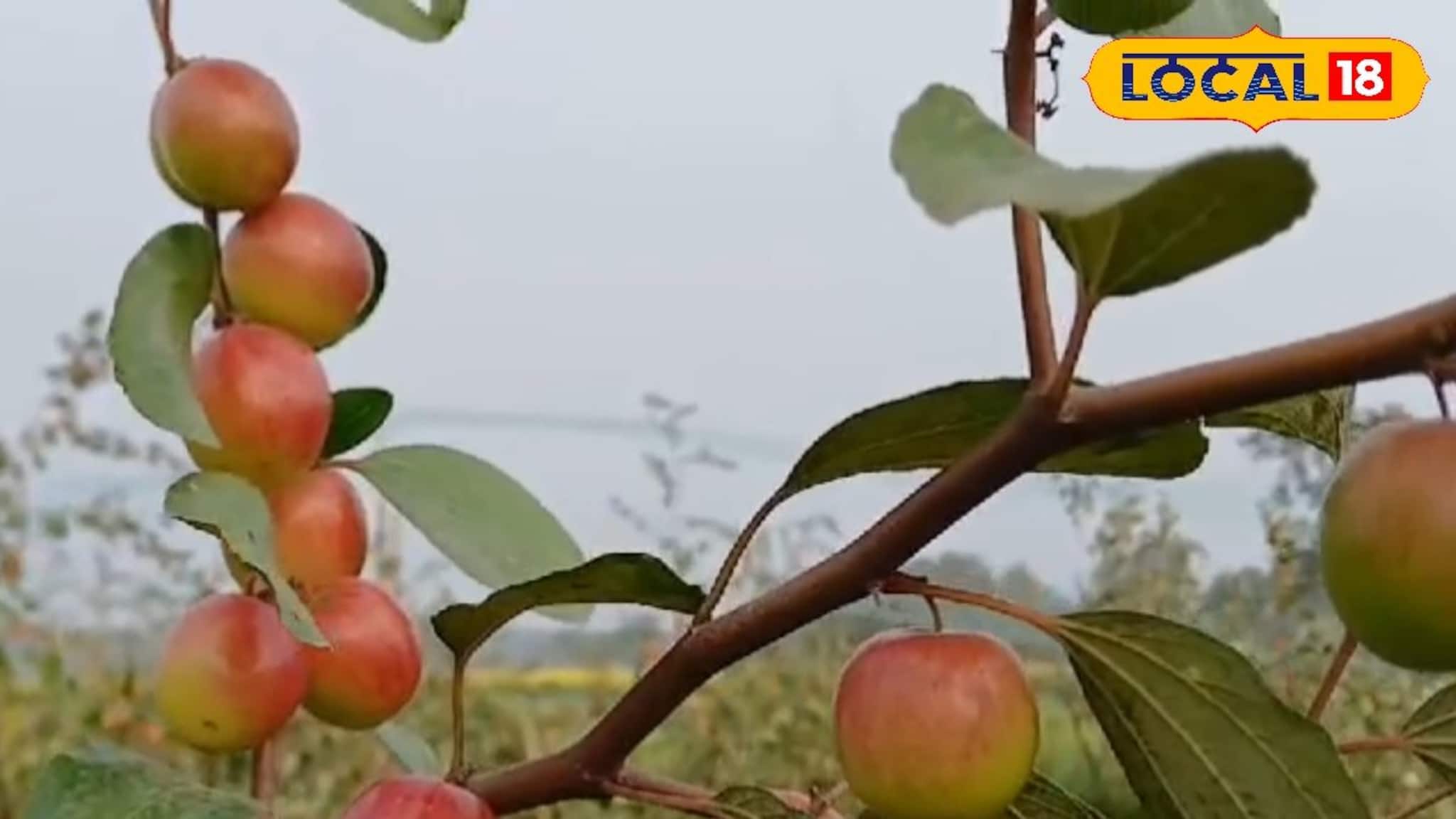 New Business Opportunity: দেখতে  আপেলের মত, খেতে অমৃত! ভারত সুন্দরী কুল এখন নতুন আয়ের দিশা নদিয়ার কৃষকদের