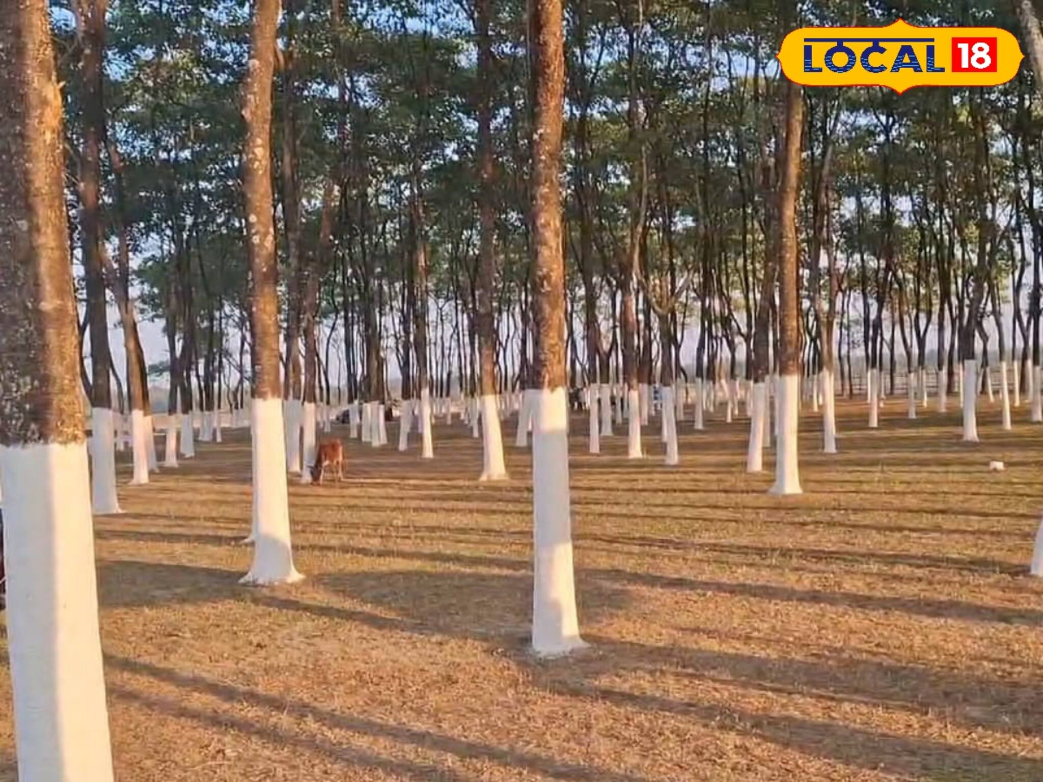 সত্যিই ‌যেন 'রূপসি'! সঙ্গীকে নিয়ে একান্তে সময় কাটাতে চান?ঢুঁ মারুন তোর্ষা পাড়ে