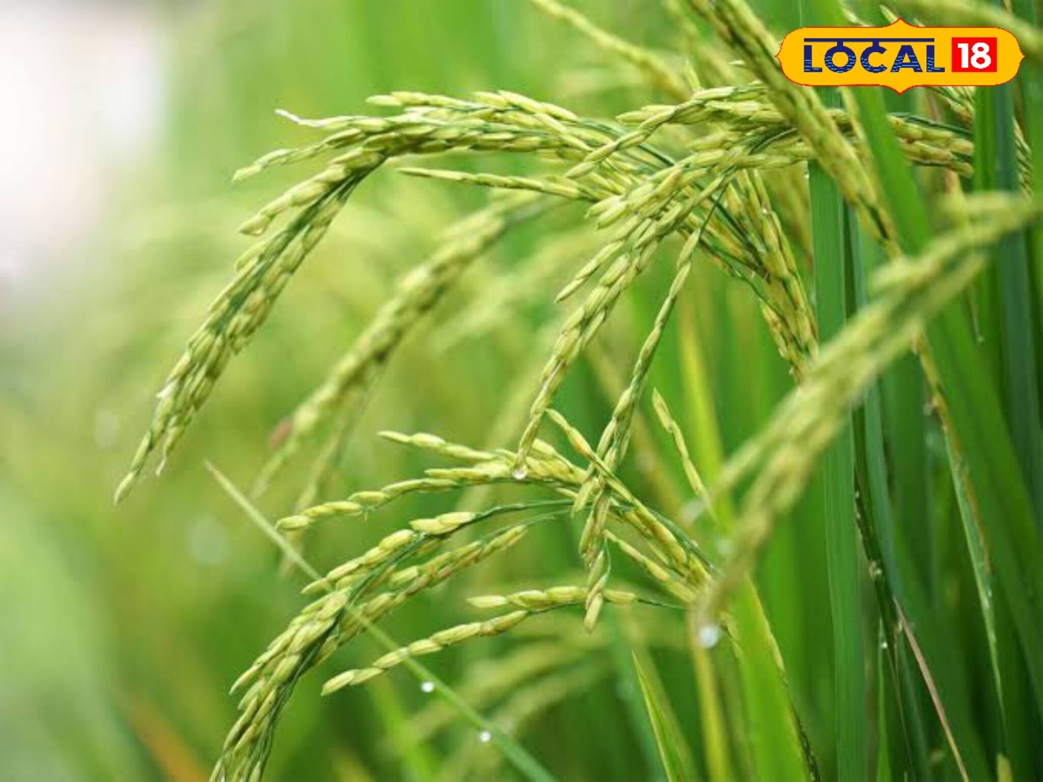 ঠান্ডা ও কুয়াশায় কীভাবে রক্ষা করবেন বোরো ধানের বীজতলা! জেনে নিন গোপন টিপস