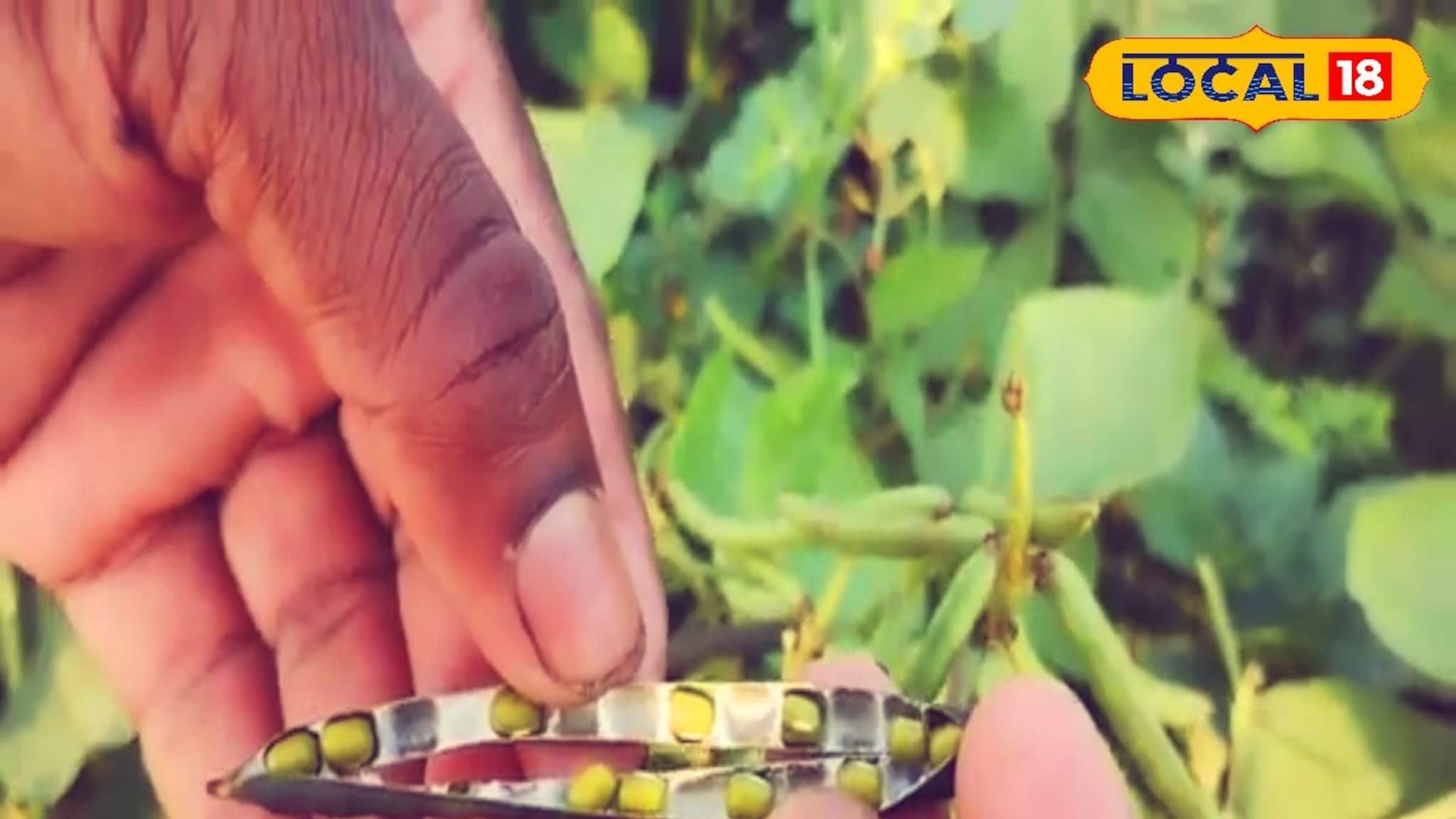 New Profitable Business: শীতকালে শুরু করুন সোনা মুগের চাষ! এই পদ্ধতি মানলে লাভ হবে দ্বিগুণ