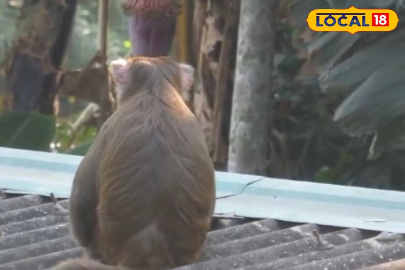 খাবারের খোঁজে মাঝেমধ্যেই হনুমানের দল হানা দেয় এই এলাকায়। হামলায় অতিষ্ট হয়ে বনদফতরের হস্তক্ষেপের দাবি জানিয়েছেন এলাকার বাসিন্দারা। কয়েকদিন ধরে কার্যত ঘুম উড়েছে এলাকার বাসিন্দাদের ।
