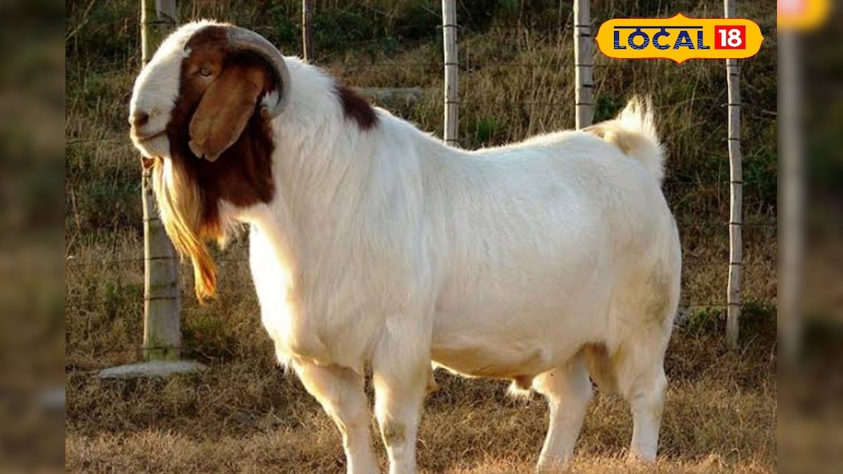 This African Boer goat is much more profitable than the Black Bengal.বোয়ার ছাগলের কান অনেক লম্বা হয়।বোয়ার ছাগলকে সবচেয়ে দ্রুত বেড়ে ওঠে।এ কারণে এর বৃদ্ধিও অন্যান্য ছাগলের চেয়ে অনেক তারাতারি হয়। ইতিমধ্যেই তাই উত্তর দিনাজপুর জেলার বেশ কিছু চাষী এখন আফ্রিকান বোয়ার ছাগল চাষে ঝুঁকছেন।