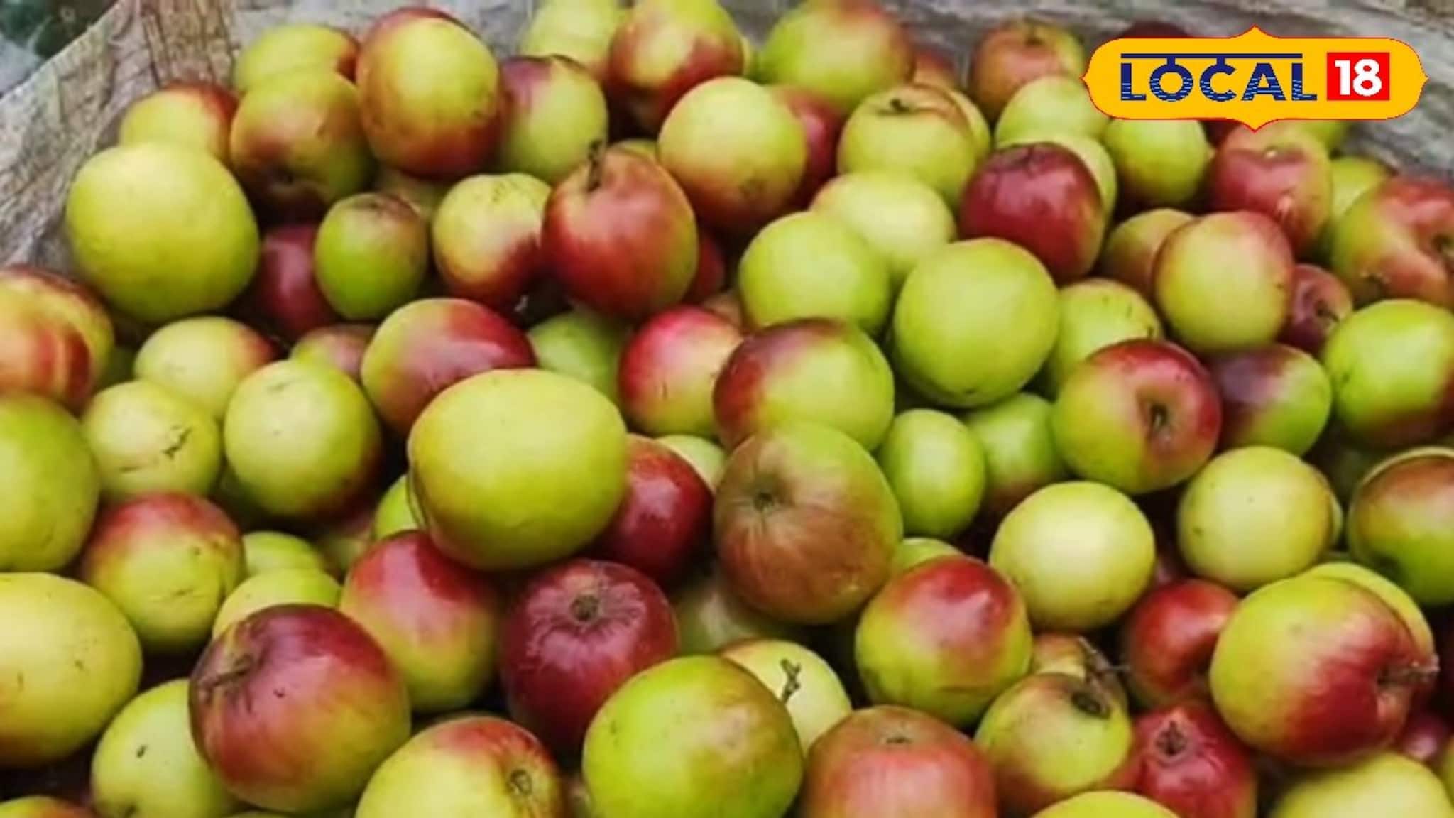 New Business Opportunity: কুল চাষে আগ্রহ বাড়ছে চাষিদের, লাভ কত জানেন? মাথা ঘুরে যাবে