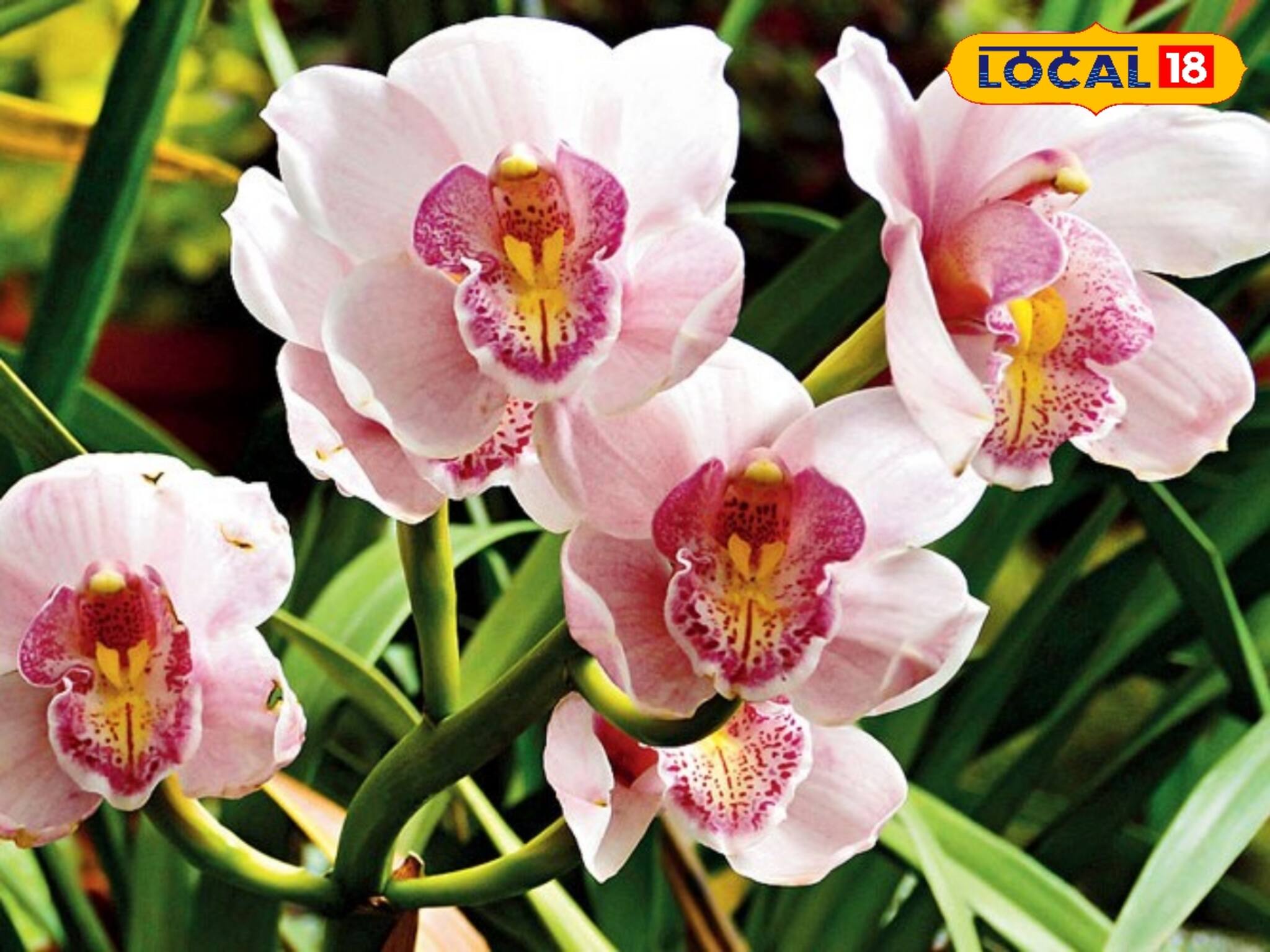 টবের মধ্যেই অর্কিড চাষ করে স্বনির্ভর হওয়ার দিশা দেখাচ্ছে যুবতী 