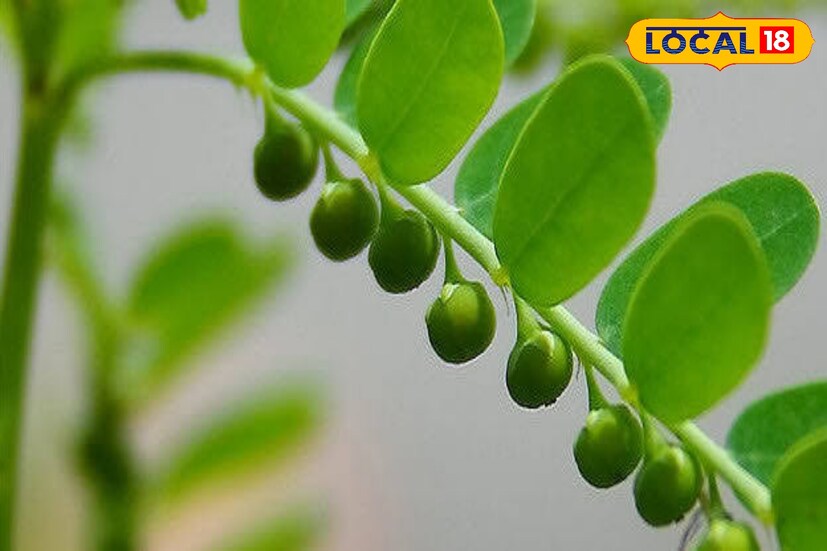 অযত্নে বেড়ে ওঠা আগাছা লিভার ও কিডনির জন্য দারুণ উপকারী। লিভারের রোগ সারাতে এই গাছের জুড়ি নেই। এক কথায় অযত্নের এই গাছ লিভারের রোগ সারাতে অমূল্য ঔষধি। 