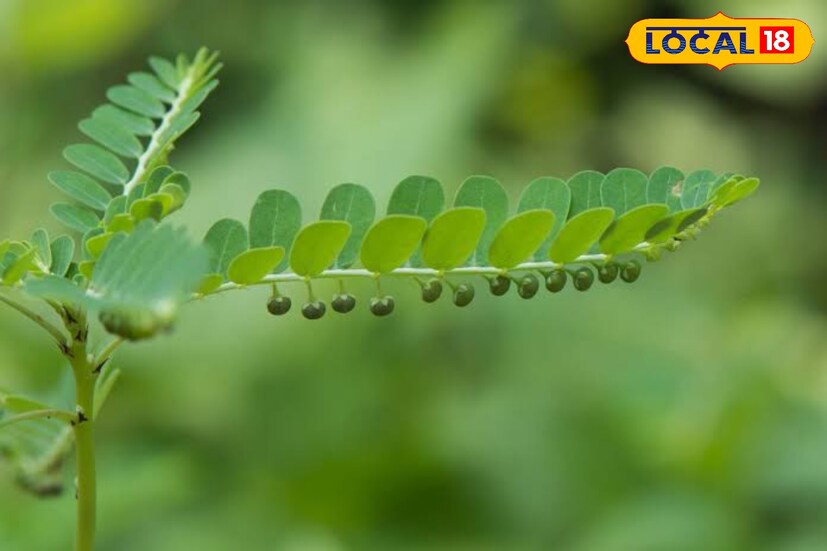 পাকস্থলীর নানা সমস্যায় ভুঁইআমলা দারুণ কার্যকরী। এই গাছের শিকড় ও গোলমরিচের সঙ্গে ৭-৮ টি কালমেঘ পাতা, পান্তা ভাতের জল দিয়ে বেটে এক‌ই নিয়মে খেলে উপকার পাওয়া যায়।