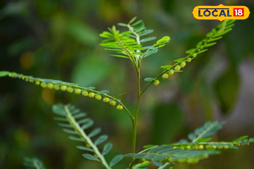 এই গাছের কাঁচা শিকড় ৩ - ৪ গ্ৰাম অথবা শুকনো শিকড় ২ গ্ৰাম, ৩-৪টি গোলমরিচ সহ পান্তা ভাতের জল দিয়ে বেটে সকালে-বিকালে খালিপেটে খেলে ৭ থেকে ১০ দিনে জন্ডিস উপশম পাওয়া যেতে পারে।
