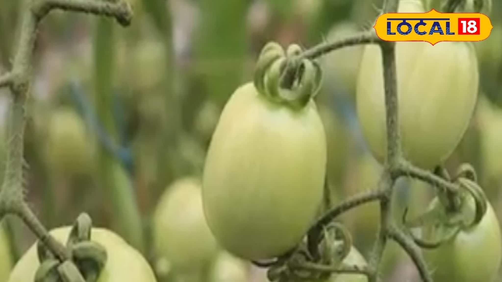 পোকা লেগে যাচ্ছে সাধের 'টম্যাটো'য়? রান্নাঘরের একটা জিনিস ছিটিয়ে দিলেই জব্দ রোগ!