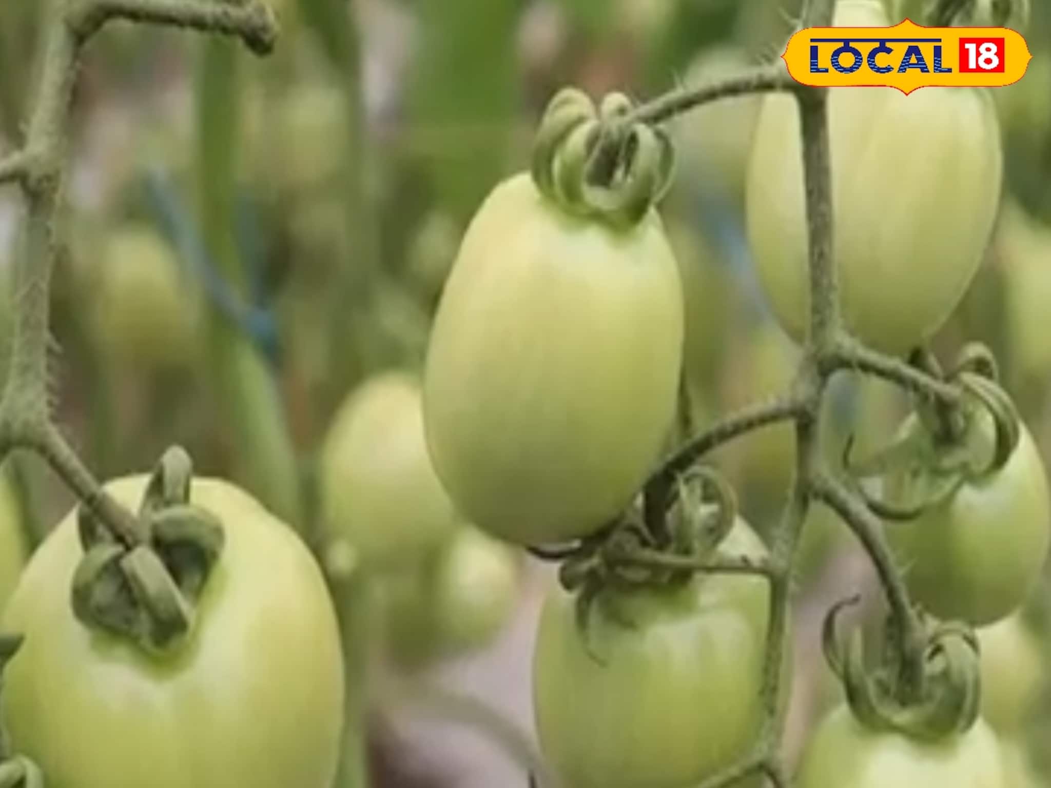 পোকা লেগে যাচ্ছে সাধের 'টম্যাটো'য়? রান্নাঘরের একটা জিনিস ছিটিয়ে দিলেই জব্দ রোগ!