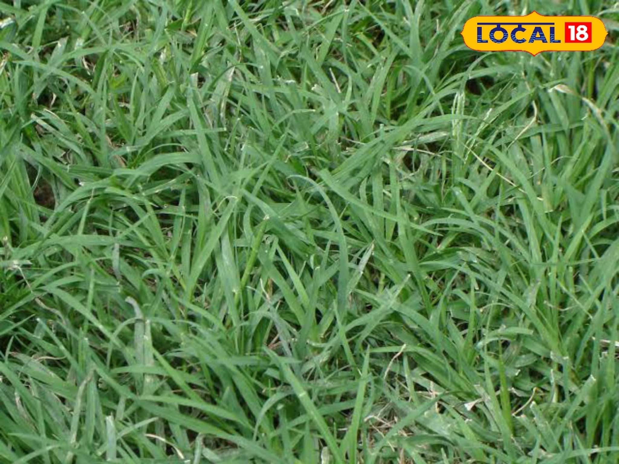 হু হু করে হিমোগ্লোবিন বেড়ে কমে অ্যানিমিয়া! উধাও কোষ্ঠকাঠিন্যের জ্বালাযন্ত্রণা!