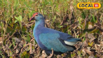 পরীযায়ী