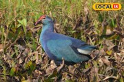 ৮০ প্রজাতির পরিযায়ী পাখি! অপূর্ব দৃশ্য দেখতে বহু মানুষ ভিড় জমাচ্ছেন নদীতীরে 