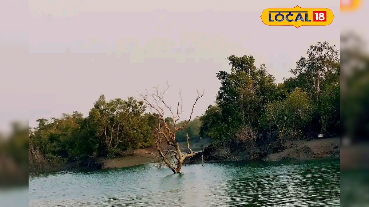 West Bengal news: সুন্দরবনে বাড়ছে জলস্তর! স্থানীয় বাসিন্দাদের স্বাস্থ্যে কী প্রভাব, চলছে গবেষণা