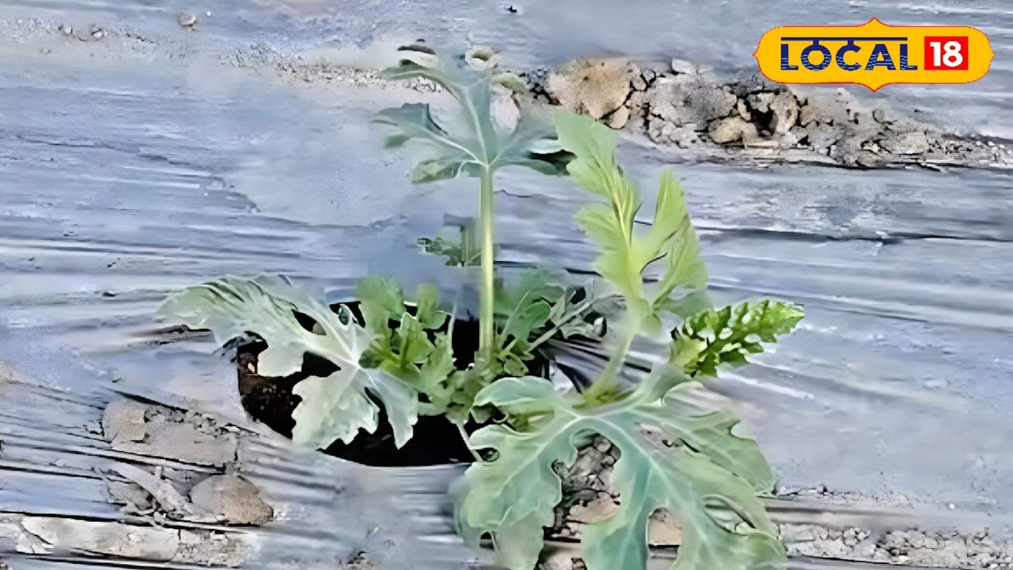 সাধারণ পদ্ধতিকে বলুন বাই বাই! মালচিং পদ্ধতিতে এই চাষ করলেই হবে ব্যাপক লাভ!