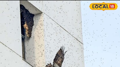 মৌমাছির চাকে চিলের হামলা