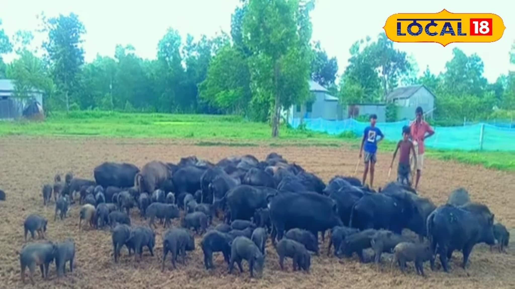 শূকর পালন করেই মোটা টাকা আয়! কিন্তু জানতে হবে এই গোপন রহস্য