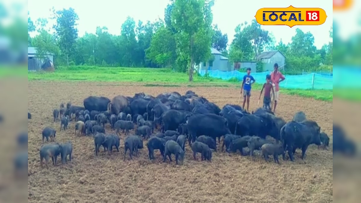 শূকর পালন করেই মোটা টাকা আয়! কিন্তু জানতে হবে এই গোপন রহস্য