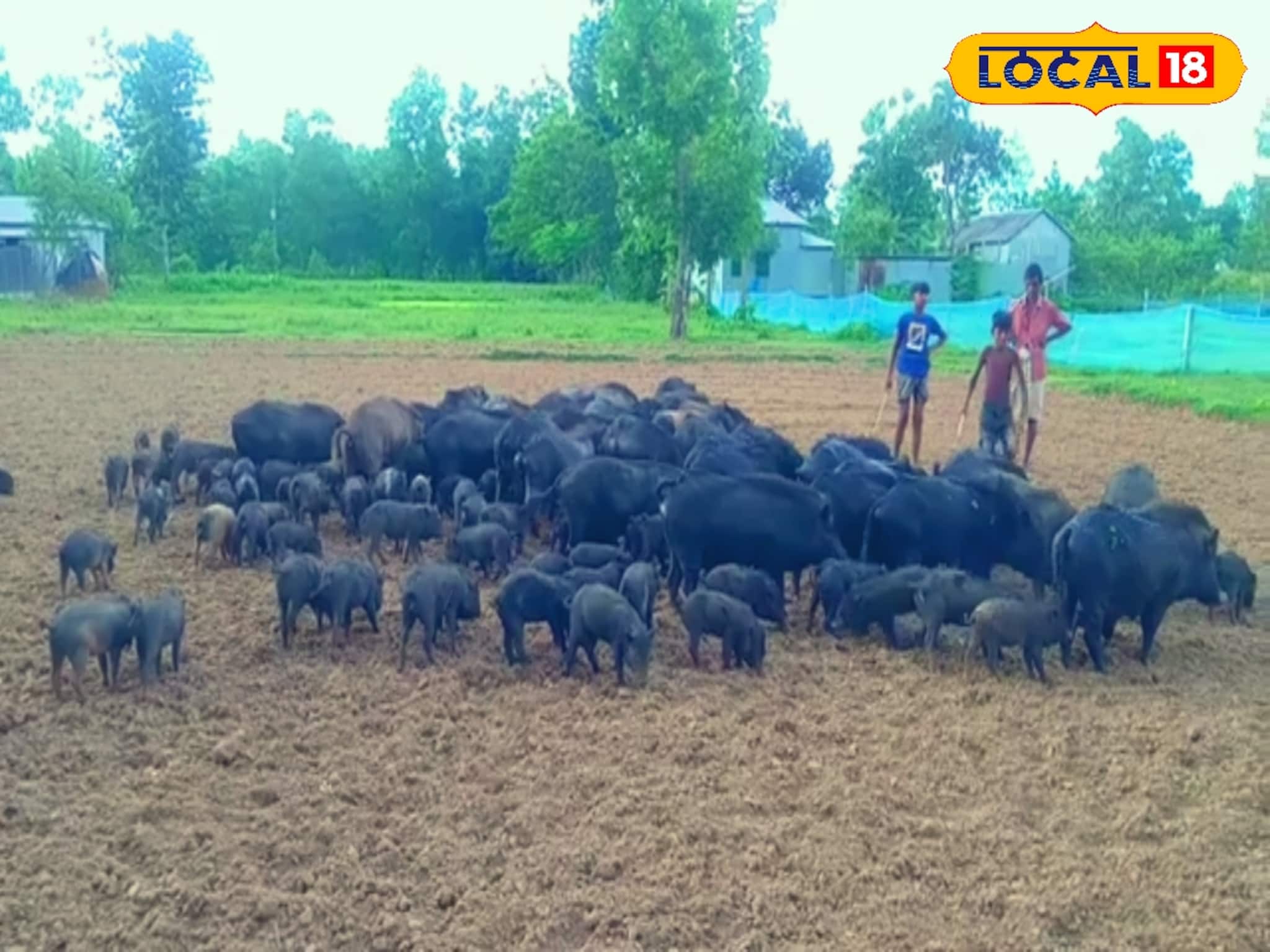 শূকর পালন করেই মোটা টাকা আয়! কিন্তু জানতে হবে এই গোপন রহস্য