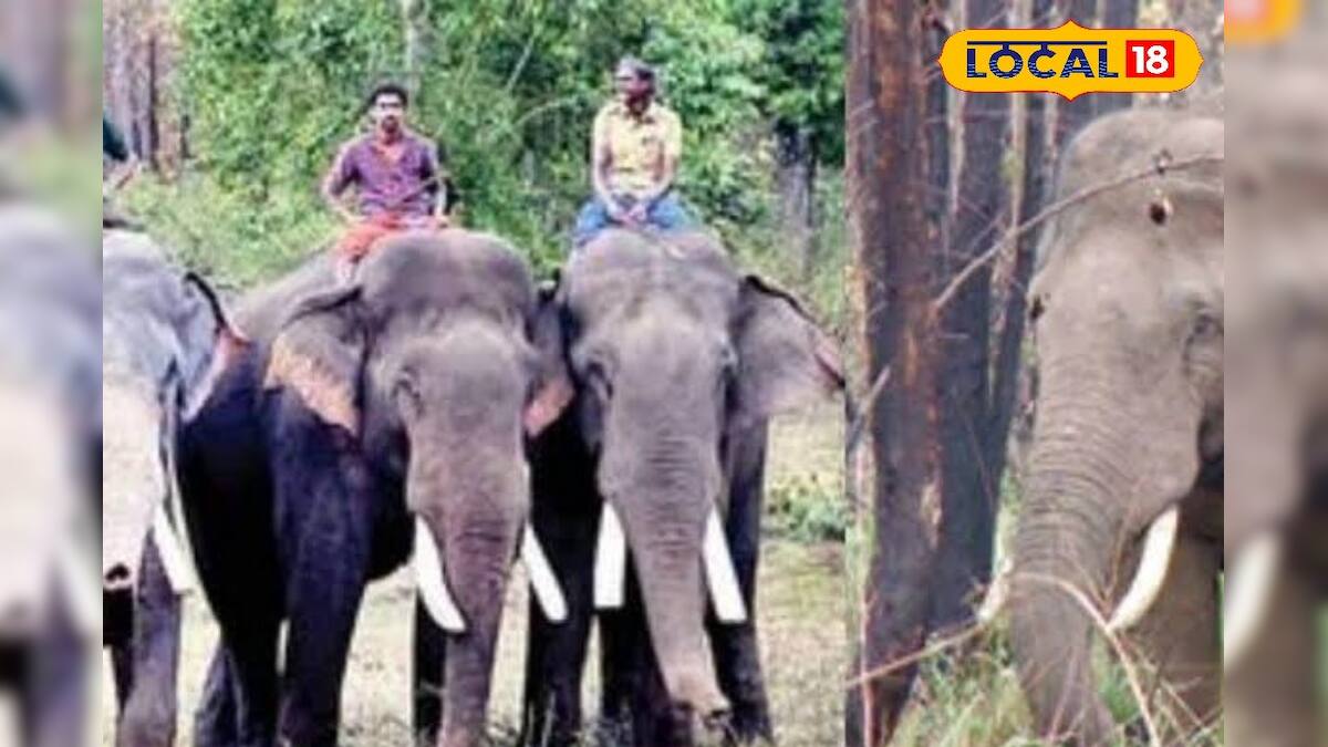 Elephant: রোজের মতোই স্নান করাতে নিয়ে গেলেন, কিন্তু তারপর…হঠাত্ রেগে আগুন হাতি! যা কাণ্ড করল Elephant: রোজের মতোই স্নান করাতে নিয়ে গেলেন, কিন্তু তারপর…হঠাত্ রেগে আগুন হাতি! যা কাণ্ড করল
