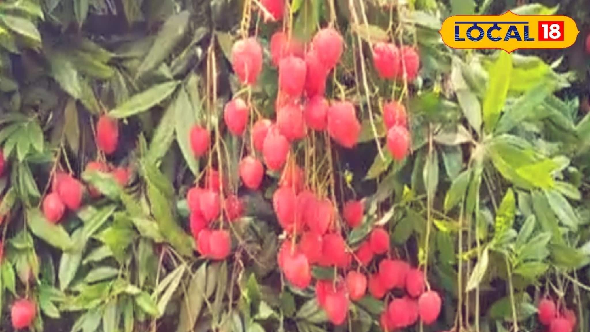 লিচু চাষে হেসেখেলে আসবে হাজার হাজার টাকা, শুধু জানতে হবে এই কয়েকটি গোপন টিপস