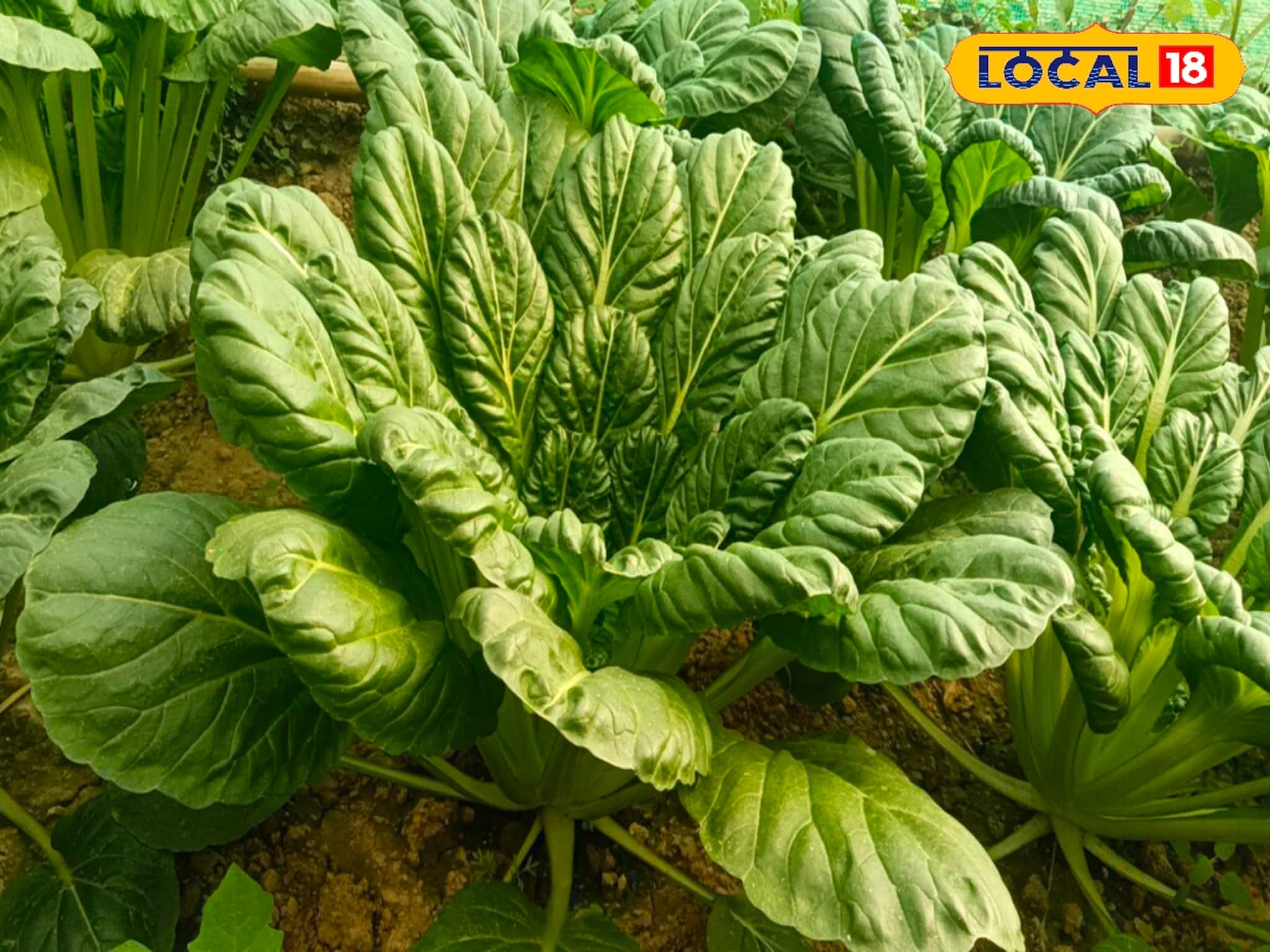 পরীক্ষামূলক চাষের সফল, মালদহে প্রথম চাষ শুরু চীনের তাতসোই! পুষ্টিগুণে ভরা সবজি