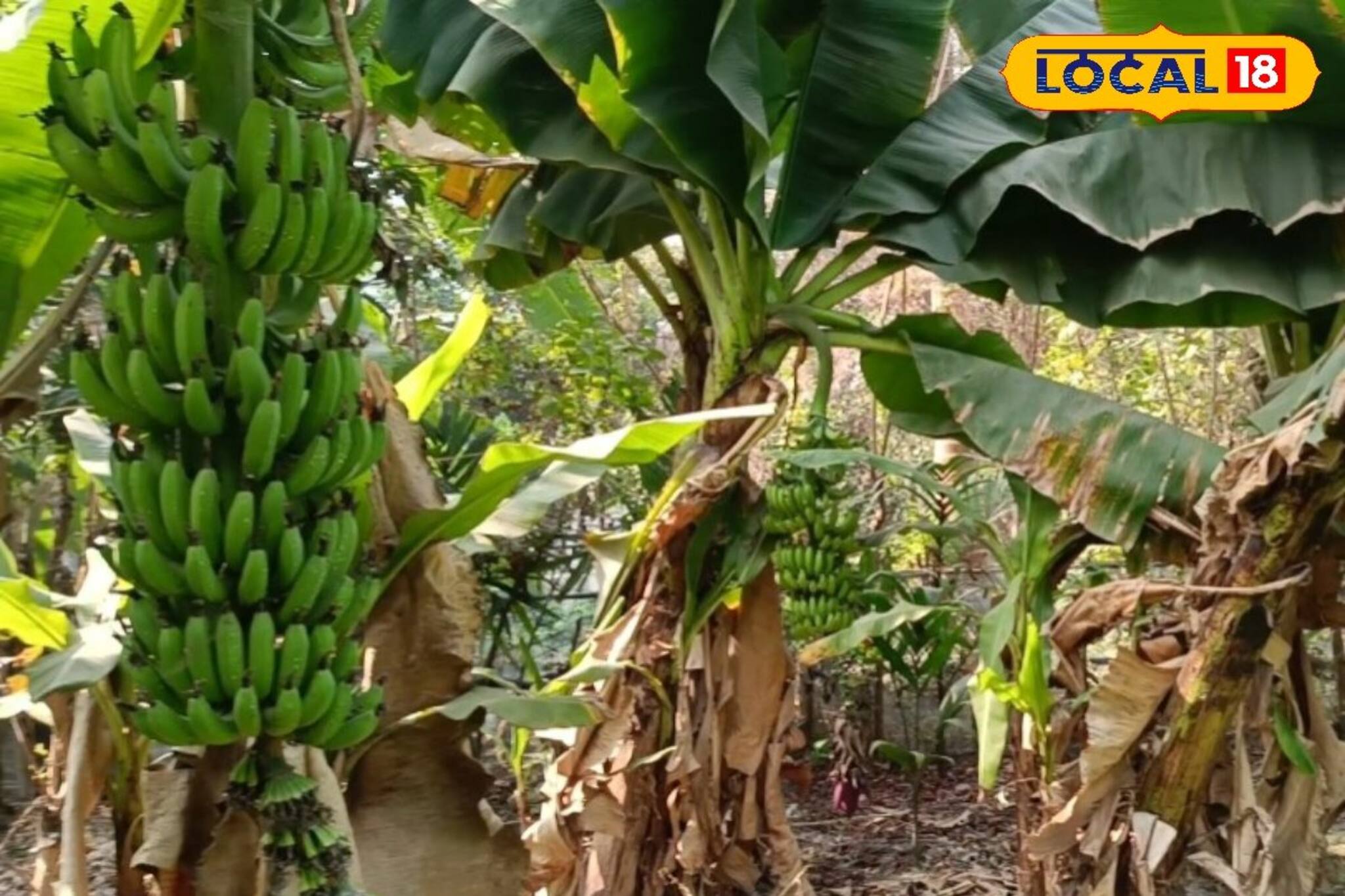 New Business Opportunity: উন্নত প্রজাতির কলা চাষ করে মোটা টাকা রোজগারের সুবর্ণ সুযোগ, দিশা মিনাখাঁয়