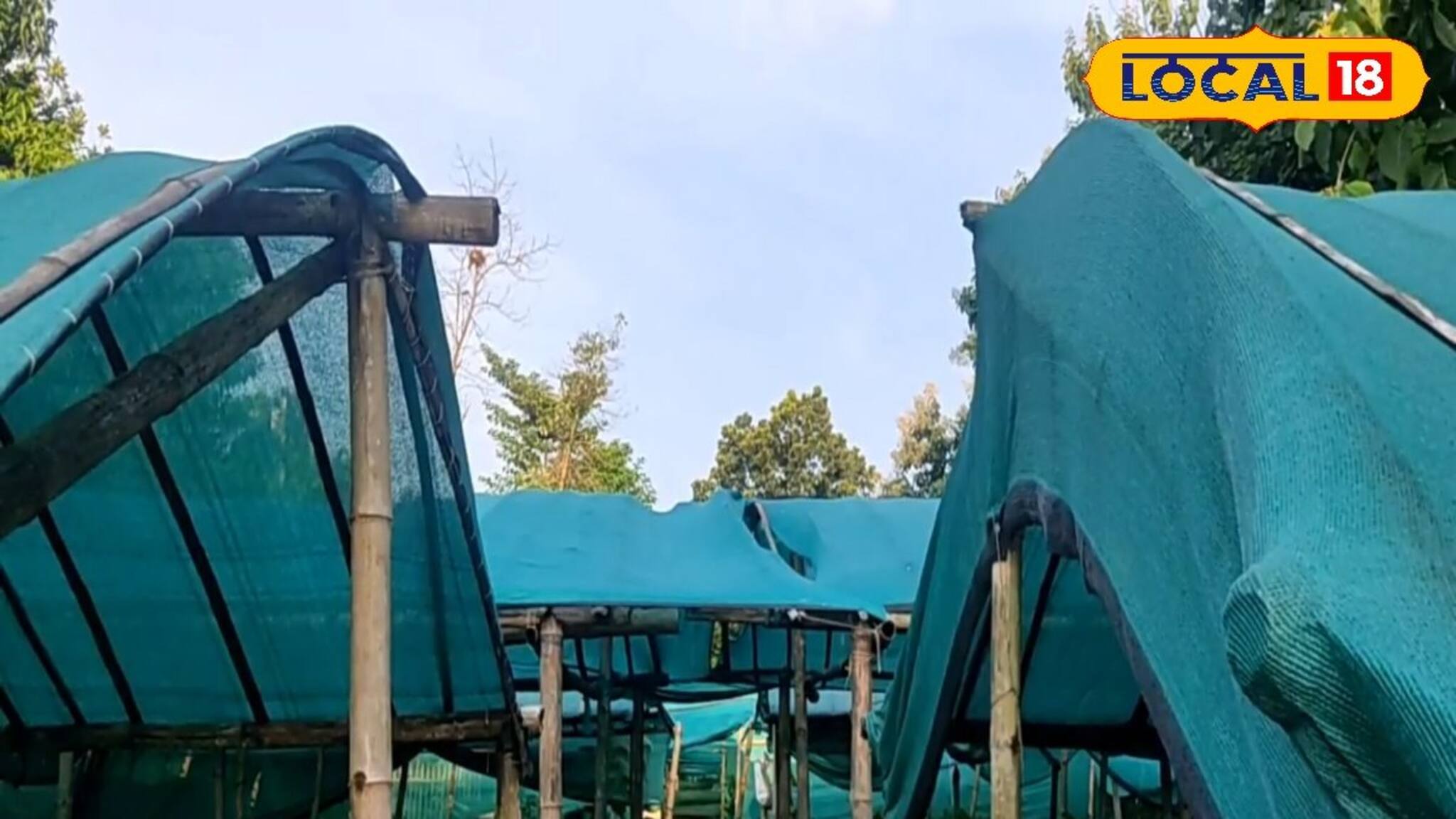 হাড় কাঁপানো ঠাণ্ডা হোক বা কুয়াশা, কিচ্ছু ক্ষতি হবে না ফসলের, শুধু আনুন এই জিনিসটি