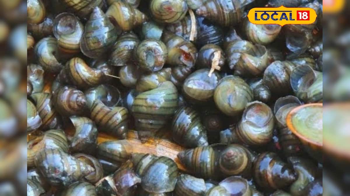Snail-Googly Benefits: গুগলি খেলে কি হয় জানেন? বহু জটিল রোগের যম! ৫০-এও ত্বক থাকবে যৌবনে ভরা