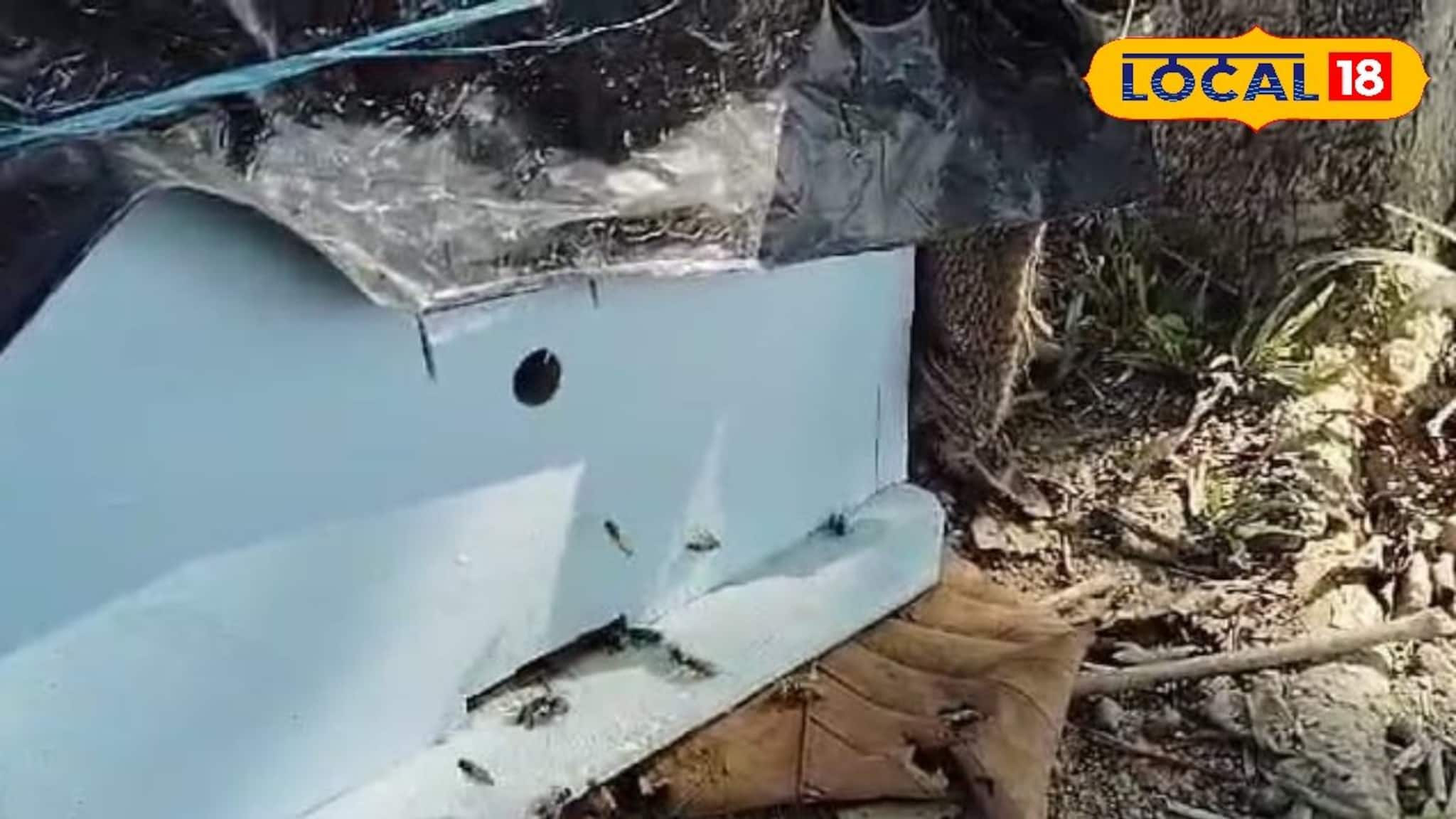 New Business Idea: হাতি তাড়ানোর পাশাপাশি দ্বিগুণ আয়ের জন‍্য মৌমাছি চাষ কালচিনিতে