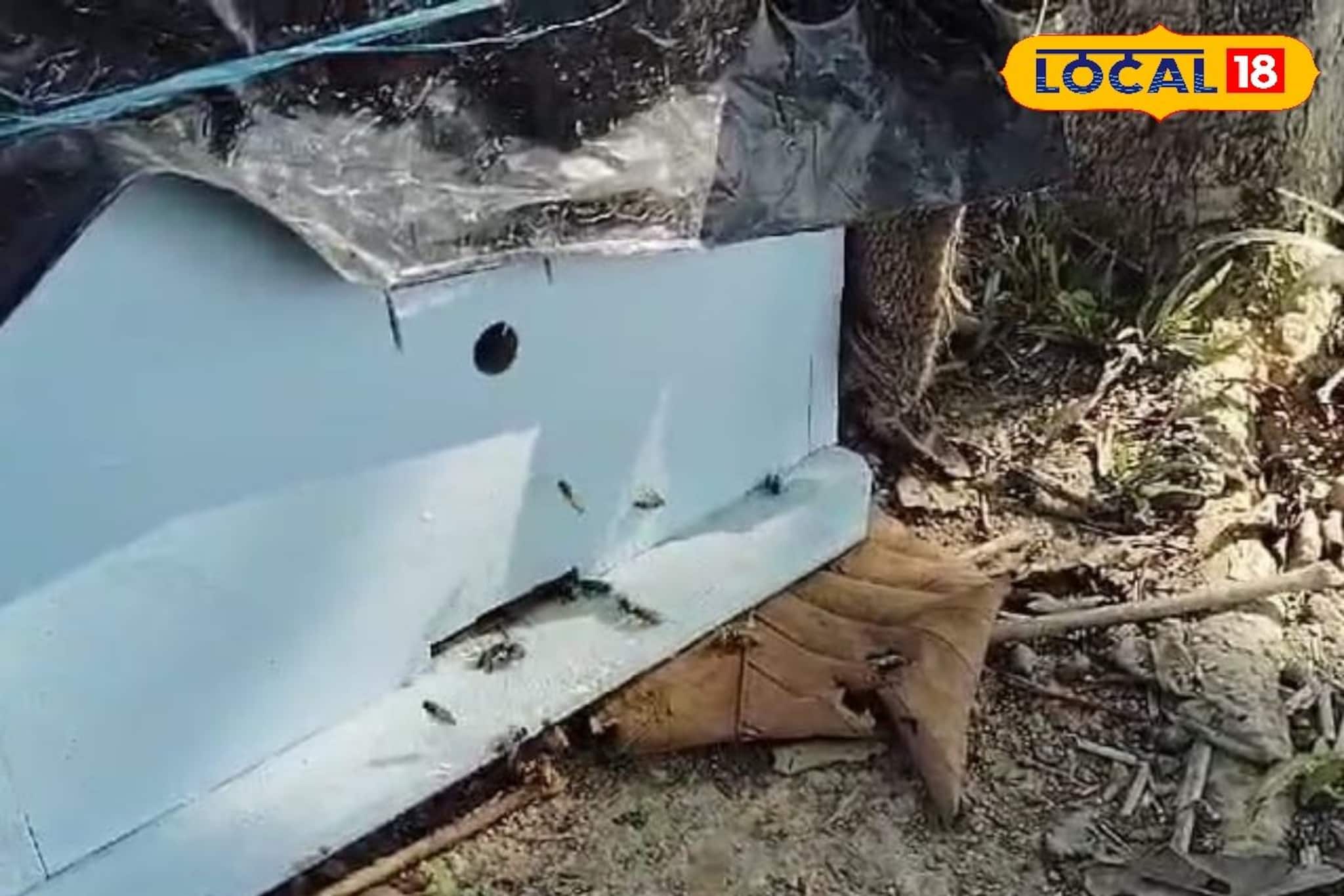 New Business Idea: হাতি তাড়ানোর পাশাপাশি দ্বিগুণ আয়ের জন‍্য মৌমাছি চাষ কালচিনিতে