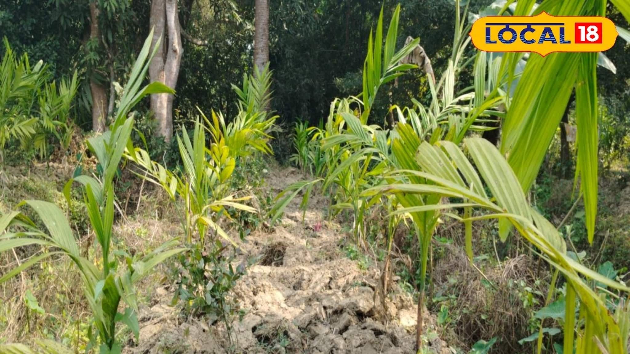 New Business Opportunity: বিঘার পর বিঘা বাগান! ধান ছেড়ে সুপারি চাষে জোর জয়নগরে