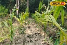 বিঘার পর বিঘা বাগান! ধান ছেড়ে সুপারি চাষে জোর জয়নগরে