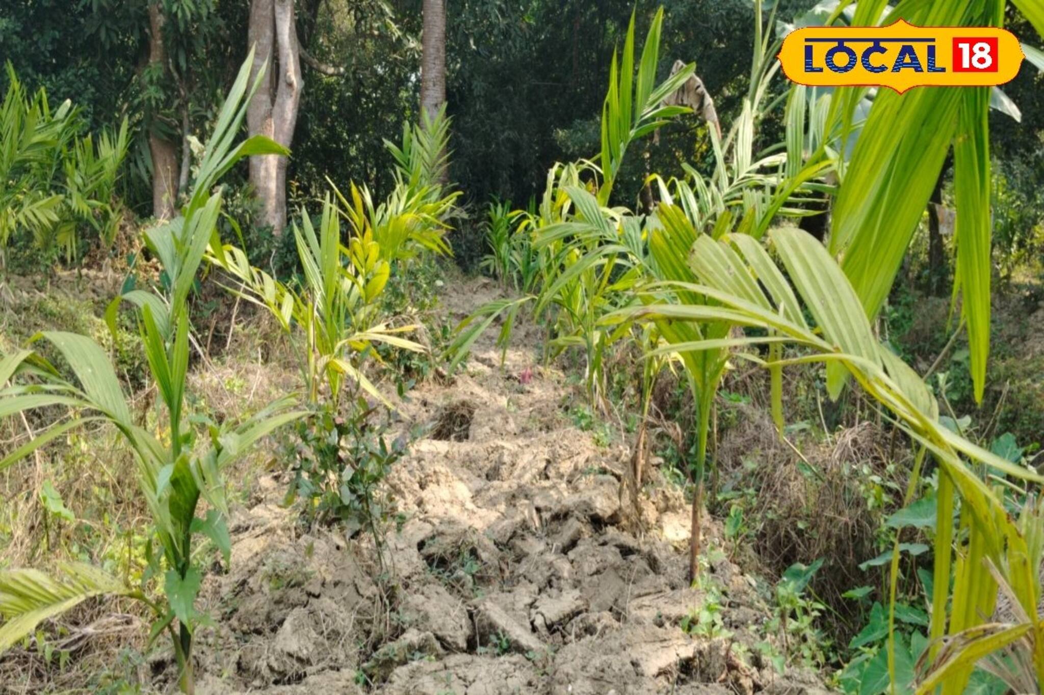 New Business Opportunity: বিঘার পর বিঘা বাগান! ধান ছেড়ে সুপারি চাষে জোর জয়নগরে