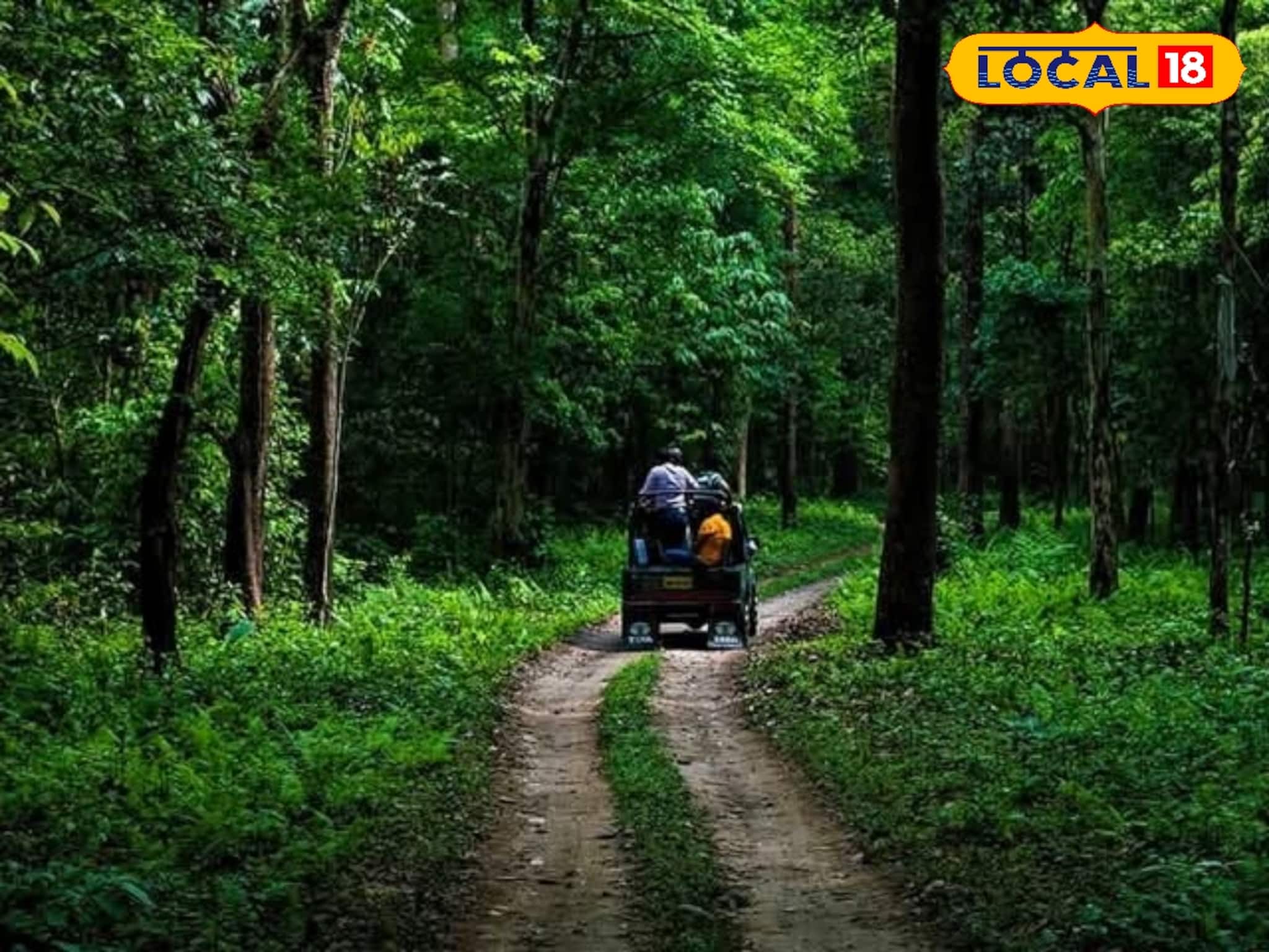 ডুয়ার্সের জঙ্গল ঘুরতে যাবেন? ভাবছেন সব মিলিয়ে কত টাকা লাগতে পারে? রইল খরচের খুঁটিনাটি