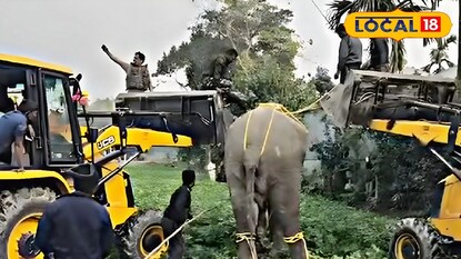 হাতি উদ্ধারে ব্যস্ত বন দফতরের কর্মীরা
