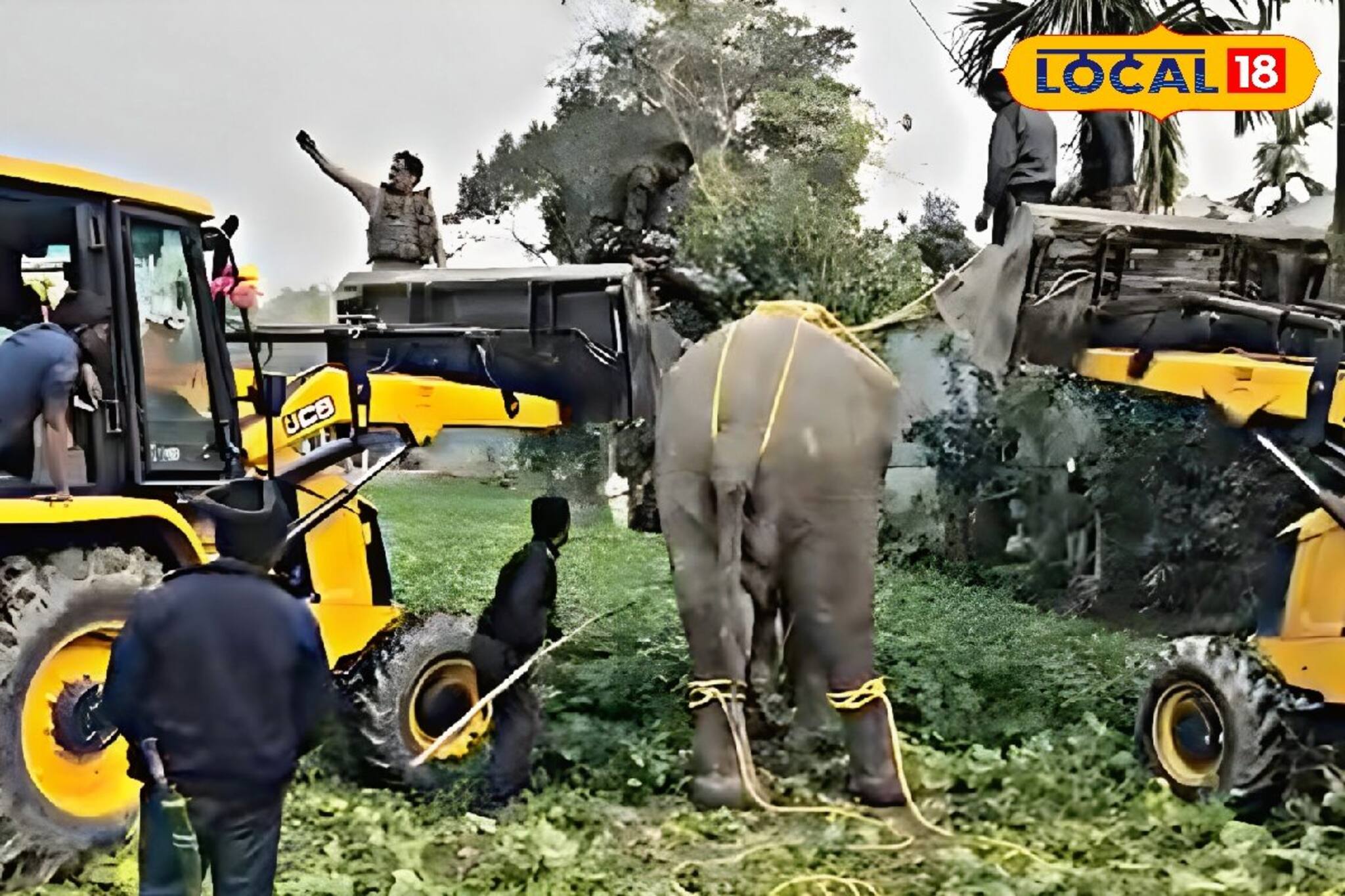 পরপর বন্য জন্তুর দাপটে আতঙ্কিত এলাকাবাসী! যা ঘটছে মাথাভাঙায়